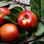 Продам яблука Гала Галаксі,  Хані Крісп,  Айдаред,  Джонаголді. 