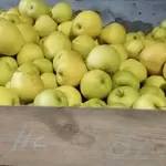 продам яблука гарні                                                   