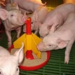 Корма  для свиней производства фирмы Sano.