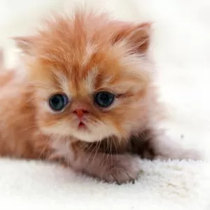Персидский котенок экстримального типа