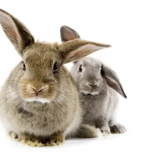 Куплю кроликов живым весом  25грн/кг