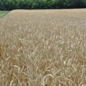 семена озимой пшеницы , высокоурожайный сорт Фаворитка