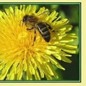 20% настойка пчелиного подмора