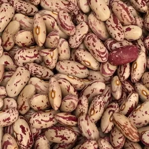 Продаємо квасолю різних сортів. В наявності є різні сорти