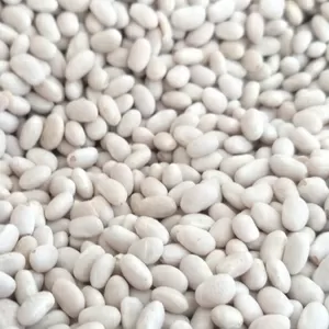 Пропонуємо квасолю від виробника у великих обсягах різних сортів. 