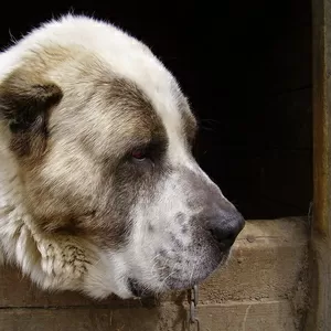 породистый щенок среднеазиатской овчарки,  девочка 