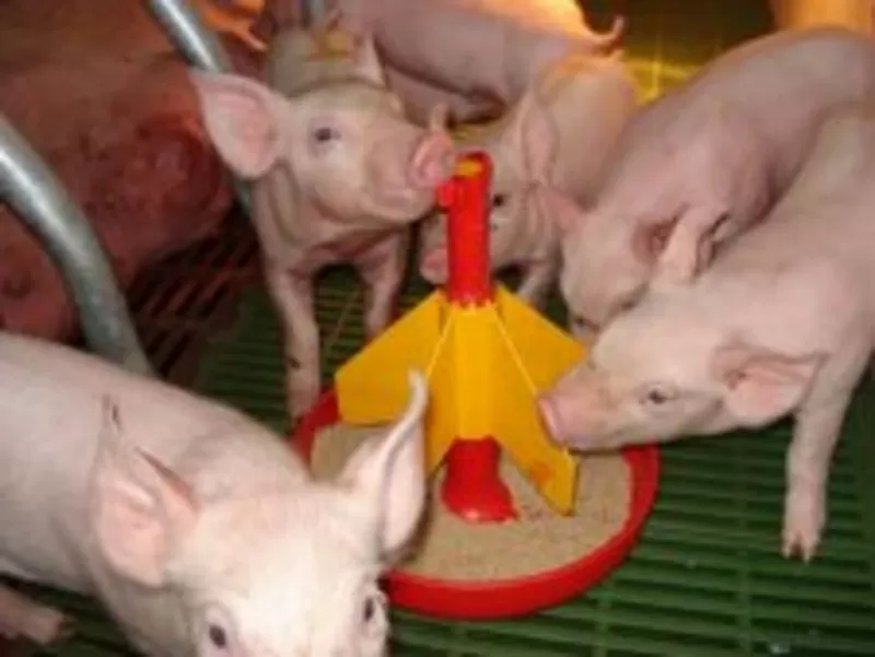Корма  для свиней производства фирмы Sano.