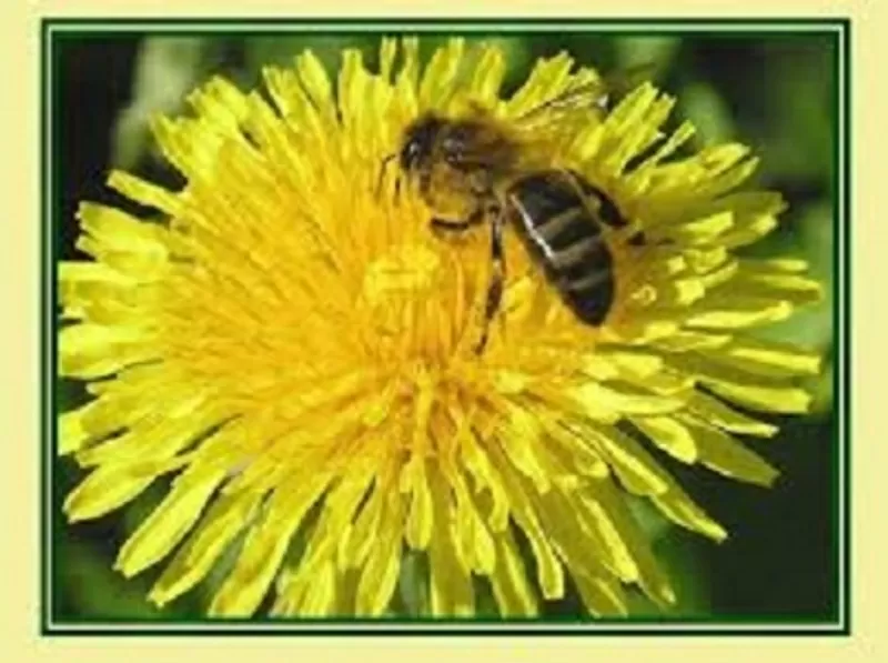 20% настойка пчелиного подмора