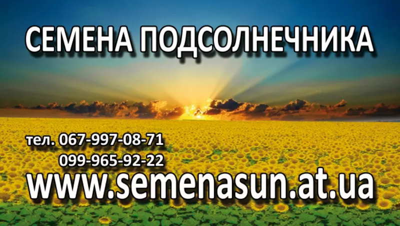 Семена подсолнечника, кукурузы, рапса  Украина Импорт от 100$