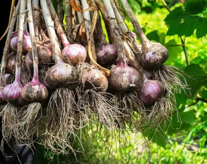 Продам часник Насіння часнику(воздушка)