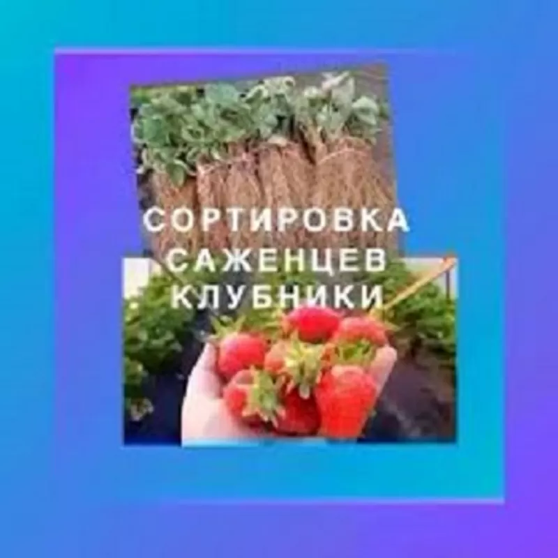 ✅  РАБОТА в Польше || Сортировка Cаженцев Клубники || Заедз уже началс