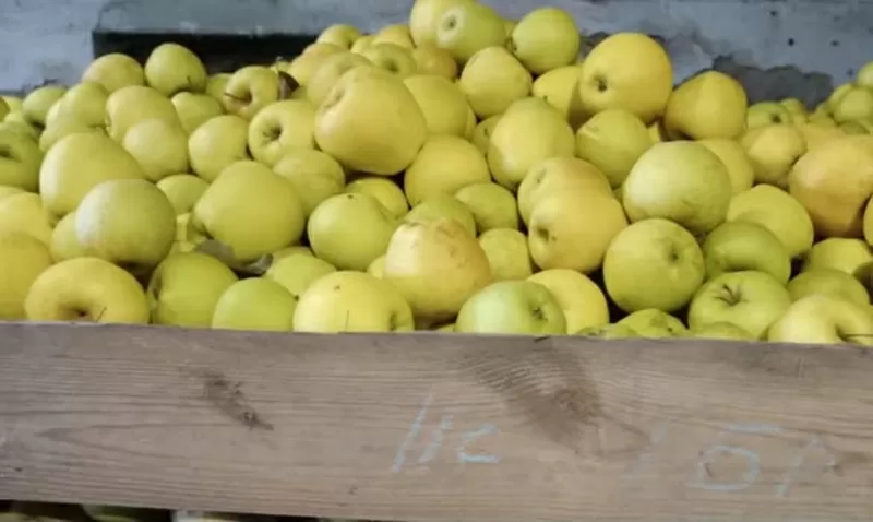 продам яблука гарні