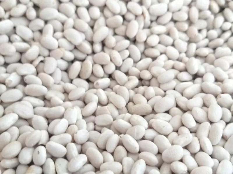 Пропонуємо квасолю від виробника у великих обсягах різних сортів. 